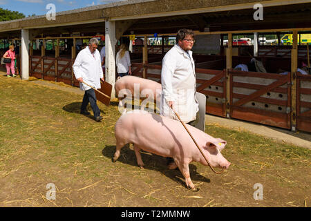 2 white suini (scrofe) & agricoltore gestori utilizzando bastoncini e schede madri, oltrepassando recinti per maiali a showground - il grande spettacolo dello Yorkshire, Harrogate, Inghilterra, Regno Unito. Foto Stock