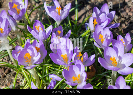 Crocus su un glade in sole primavera giorno Foto Stock