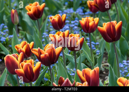 Un display di Tuplpa "Abu Hassan' nella University of Oxford Botanic Garden, Gran Bretagna il primo orto botanico di Oxford che era originariamente un 'physick ga Foto Stock