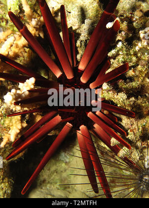 Matite di ardesia urchin (Heterocentrotus mammillatus) prendendo in Mar Rosso, Egitto. Foto Stock