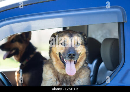 Un pastore tedesco mix e un pastore olandese mix (Canis lupus familiaris) sedersi nel sedile anteriore sono pronti per il divertimento Foto Stock