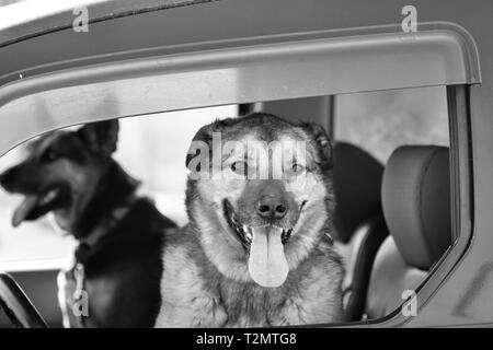 Un pastore tedesco mix e un pastore olandese mix (Canis lupus familiaris) sedersi nel sedile anteriore sono pronti per il divertimento Foto Stock