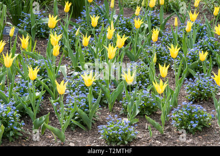 Tulipani gialli sono: Tulipa' West Point' nel Giardino Botanico, Gran Bretagna il primo orto botanico di Oxford che era originariamente un 'giardino physick' per cu Foto Stock