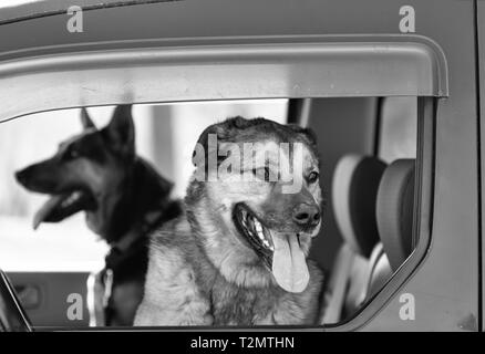 Un pastore tedesco mix e un pastore olandese mix (Canis lupus familiaris) sedersi nel sedile anteriore sono pronti per il divertimento Foto Stock