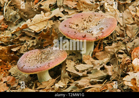 Funghi, russula emetica, il sickener, russulaceae Foto Stock