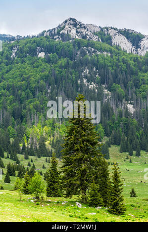 Parco nazionale di Sjeverni Velebit, Croazia Foto Stock