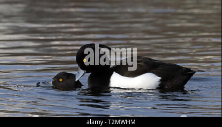 Anatre Tufted di accoppiamento (Anthya fuligula), anatre di accoppiamento in acqua Foto Stock