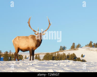 Elk nel Parco Nazionale di Yellowstone nel tardo inverno / primavera, quando non vi è ancora la neve sul terreno e prima della Elk getta la sua palchi Foto Stock