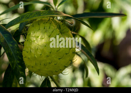 Pianta rara frutta verde con pelle spinosa Foto Stock