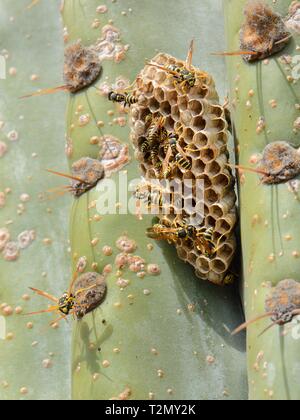 Carta europea wasp (Polistes dominula) Colonia presso il loro nido su un grande cactus, Mallorca, Spagna, Agosto. Foto Stock