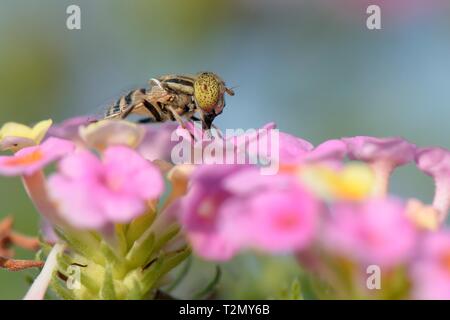 Avvistato-eye (hoverfly Eristalinus megacephalus) nectaring su Lantana fiori, Mallorca, Spagna, Agosto. Foto Stock