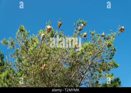 Pine processionary nido fatto da larve in pino . Thaumetopoea pityocampa Foto Stock