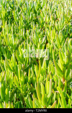 Carpobrotus edulis crescendo come un carpetin. Sfondo naturale Foto Stock