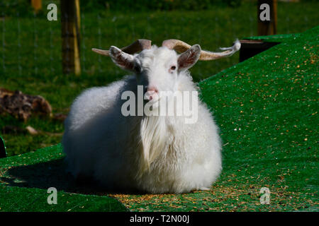 Bucks Centro di capra, Stoke Mandeville, Aylesbury, Buckinghamshire, UK Foto Stock