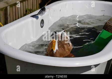 Indian runner duck in bagno a i Bucks Centro di capra, Stoke Mandeville, Aylesbury, Buckinghamshire, UK Foto Stock