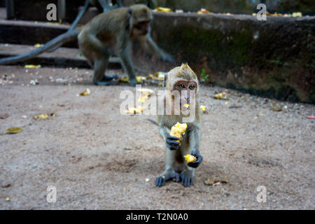 I giovani e la piccola scimmia macaco rhesus, seduto per terra e mangiando banana, isolato su sfondo sfocato Foto Stock