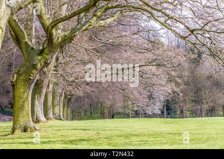 Northampton. Il 3 aprile 2019. Regno Unito Meteo: Abington Park. Nella tarda mattinata di sole che splende sui tronchi di alberi con la fioritura dei ciliegi in basso vicino al Spinny, meteo Previsioni per tuono e illuminazione più tardi nel pomeriggio Credito: Keith J Smith./Alamy Live News Foto Stock