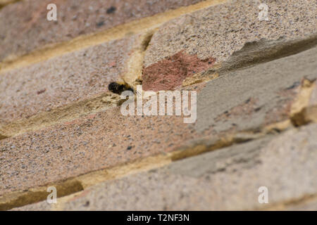 Peloso maschio-footed fiore ape (Anthophora plumipes) in prossimità di un foro di nido nel mortaio tra i mattoni nel muro di una casa Foto Stock