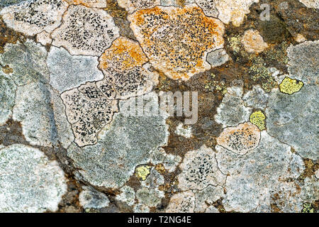 Licheni di diverse specie su una roccia Foto Stock