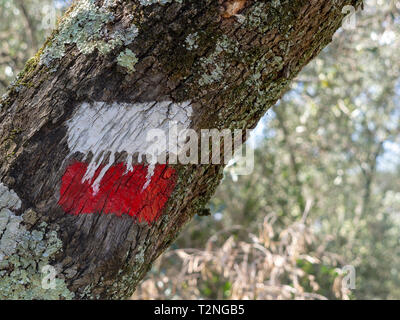 Il bianco e il rosso sentiero escursionistico segno su albero per passeggiate e trekking per indicare il percorso. Con sfondo defocussed. Foto Stock