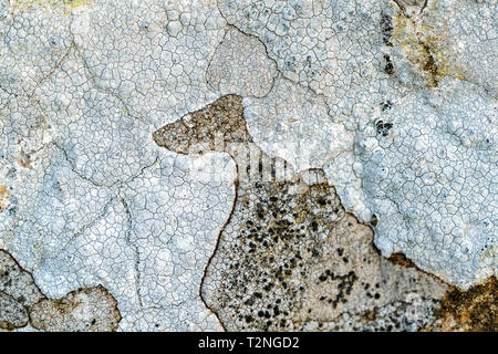Licheni di diverse specie su una roccia Foto Stock