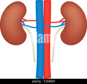 Vettore di rene icona piana, nelle vene e nelle arterie, organo umano, anatomia, medico illustrazione vettoriale Illustrazione Vettoriale