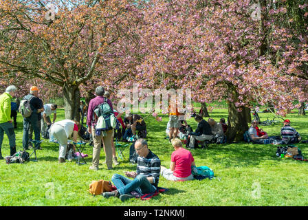 Il popolo francese facendo hanami sotto la fioritura dei ciliegi alberi, parc de sceaux, haut de seine, Francia Foto Stock