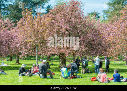 Il popolo francese facendo hanami sotto la fioritura dei ciliegi alberi, parc de sceaux, haut de seine, Francia Foto Stock