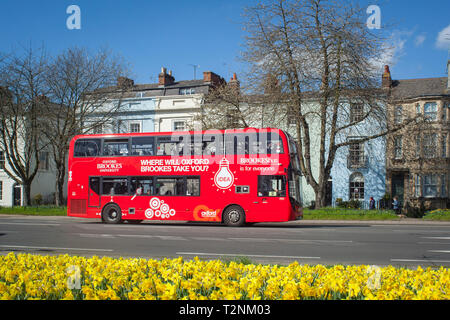 Autobus rosso a due piani pubblicità Oxford Brookes University passa case color pastello a Oxford con naffodils giallo chiaro in primo piano Foto Stock