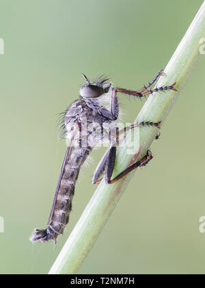 Il Kite-tailed Robberfly, Tolmerus atricapillus Foto Stock