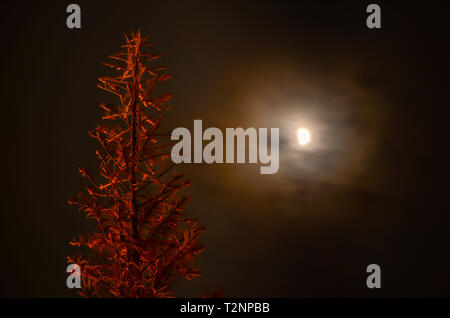 Lunar Eclipse dietro il cloud con pino in primo piano Foto Stock