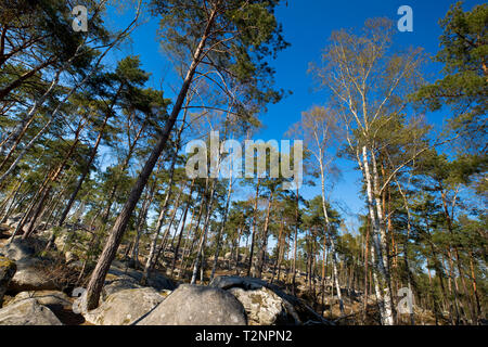 Foresta di Fontainebleau, a sud-est di Parigi, Francia in primavera Foto Stock