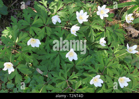 Anemone nemorosa , - primi fiori di primavera Foto Stock