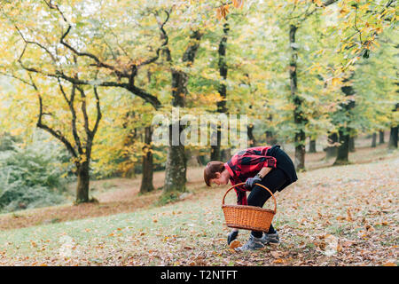 La donna la raccolta delle castagne, Rezzago, Lombardia, Italia Foto Stock