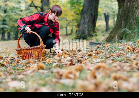 La donna la raccolta delle castagne, Rezzago, Lombardia, Italia Foto Stock