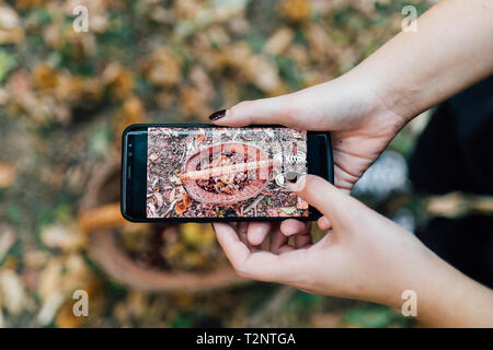 Woman taking photo of basket of chestnuts with cellphone Foto Stock