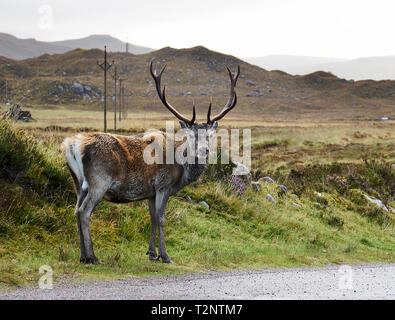 Un altopiano deer guardando sopra la sua spalla dalla strada, ritratto, Achnasheen, Highlands scozzesi, Scozia Foto Stock