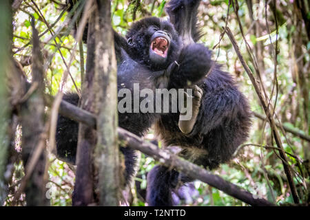 Un adolescente di Gorilla di Montagna (Gorilla beringei beringei) del gruppo Muhoza, arrampicata e , nel Parco Nazionale dei Vulcani Virunga, mountain range , R Foto Stock