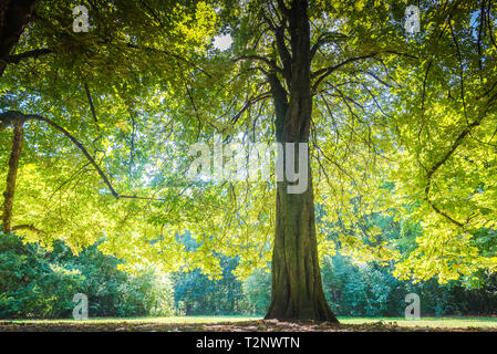 Grande albero nella luce solare Foto Stock