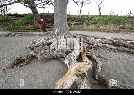 Signora anziana a piedi lungo il litorale a Derwentwater, Keswick, Cumbria, Regno Unito Foto Stock