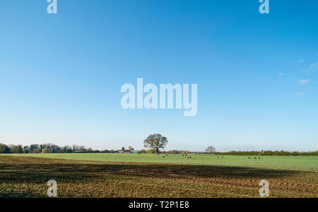 Moody rurale scena con campo arato e quercia in orizzonte all'alba a Beverley, nello Yorkshire, Regno Unito. Foto Stock