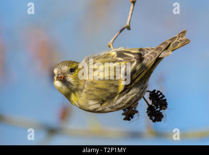 Dettaglio, vista frontale primo piano di selvatico, femmina di uccello di pelle di siskin (Carduelis spinus) isolato all'aperto, arroccato su ramoscello naturale sotto il sole primaverile. Foto Stock