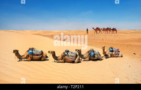 Paesaggio con i cammelli in dune di sabbia del deserto del Sahara. La Tunisia, Nord Africa Foto Stock