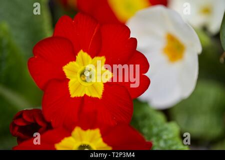 Polyanthus 'Crescendo di colore rosso brillante " Foto Stock