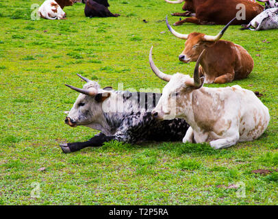 Longhorn bovini relax su una collina Paese Ranch in Texas Foto Stock