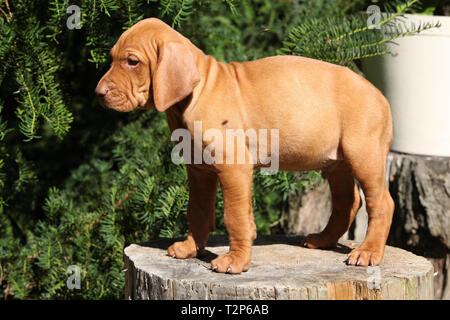 Cucciolo di Nizza ungherese a pelo corto cane di puntamento (Vizsla) Foto Stock