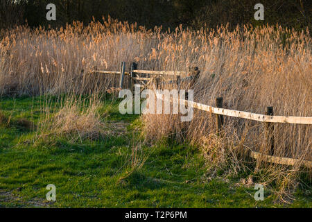 Il caldo sole di sera hits canneti a Wicken Fen nella Riserva Naturale del Cambridgeshire, East Anglia, Inghilterra, Regno Unito. Foto Stock