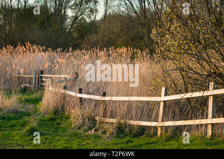 Il caldo sole di sera hits canneti a Wicken Fen nella Riserva Naturale del Cambridgeshire, East Anglia, Inghilterra, Regno Unito. Foto Stock