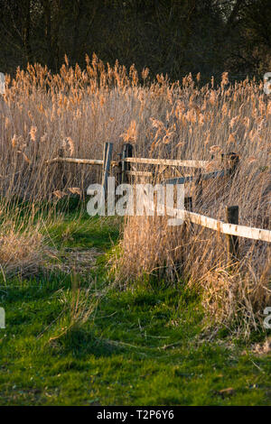 Il caldo sole di sera hits canneti a Wicken Fen nella Riserva Naturale del Cambridgeshire, East Anglia, Inghilterra, Regno Unito. Foto Stock