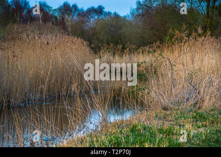 Il caldo sole di sera hits canneti a Wicken Fen nella Riserva Naturale del Cambridgeshire, East Anglia, Inghilterra, Regno Unito. Foto Stock